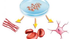 كل ما تريد معرفته عن العلاج باستخدام الخلايا الجذعية .. إيجابياته وسلبياته وخطواته