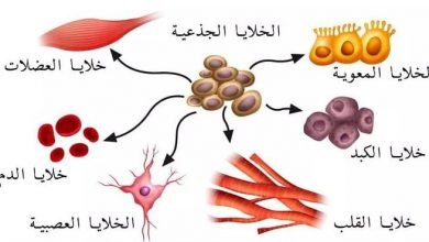 كل ما تريد معرفته عن العلاج باستخدام الخلايا الجذعية .. إيجابياته وسلبياته وخطواته