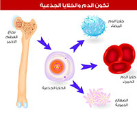 كل ما تريد معرفته عن العلاج باستخدام الخلايا الجذعية .. إيجابياته وسلبياته وخطواته