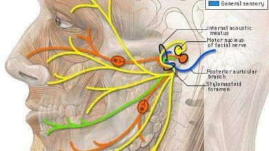 العصب السابع .. أعراض وعلاج شلل الوجه المؤقت