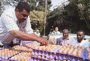 الزراعة: طرح كميات من البيض بالمنافذ الثابتة والمتحركة بسعر 72 جنيه للكرتونة