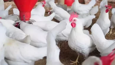 سعر بورصة الدواجن الرئيسية اليوم