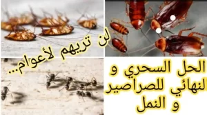 طرق التخلص من النمل في المنزل